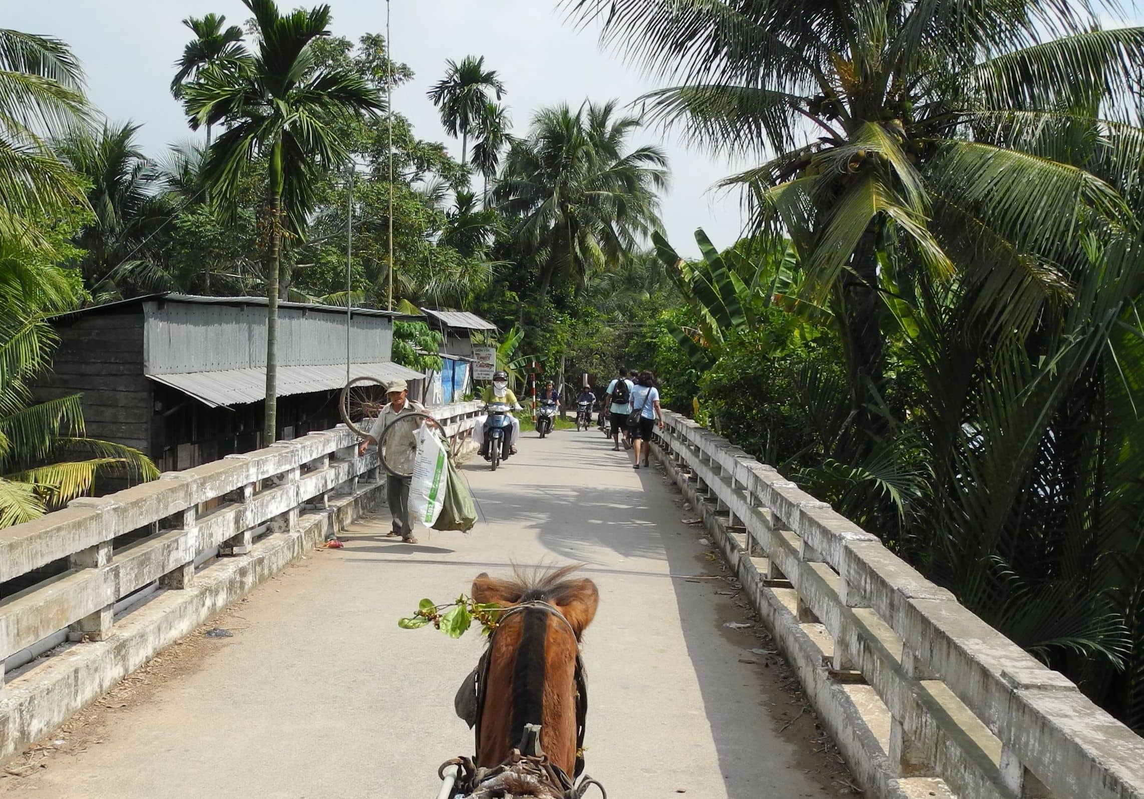 A concrete village bridge among coconut palms in Ben Tre province