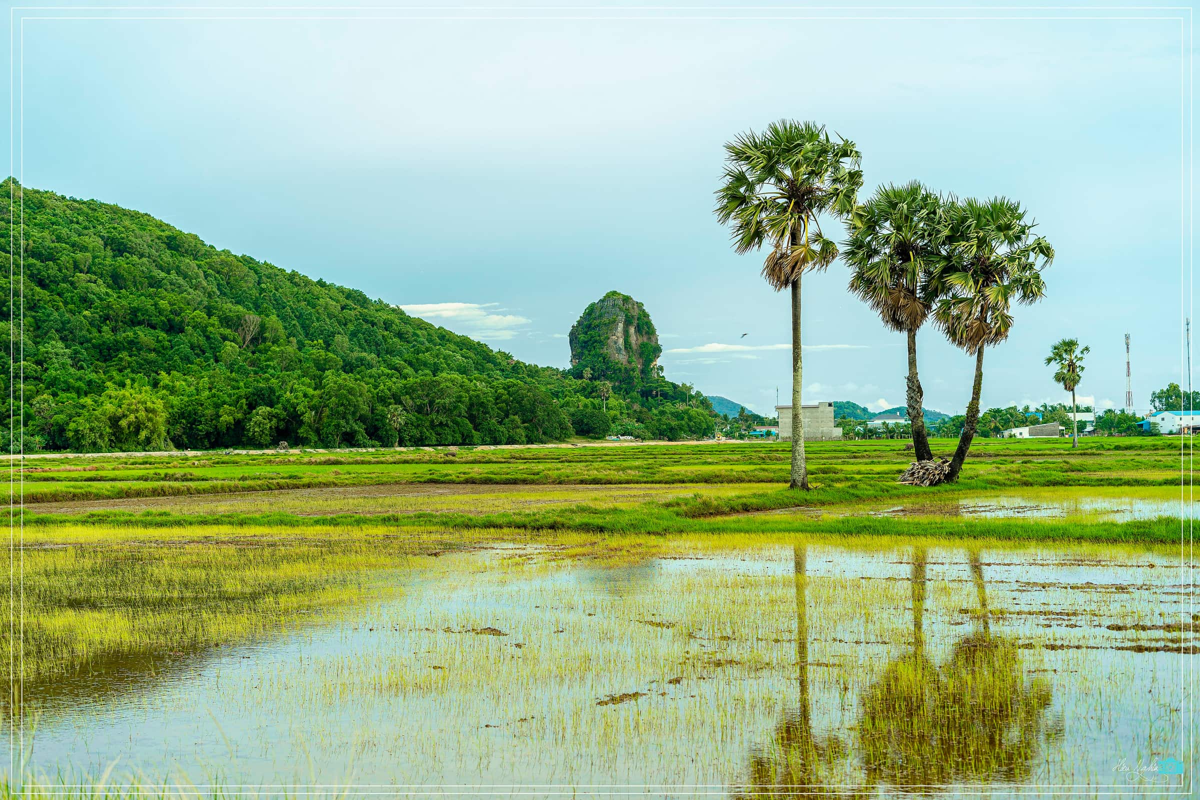 Sugar palms and a flooded paddy field below the limestone hills of Thach Dong near Ha Tien