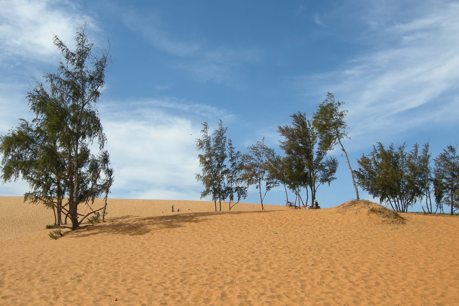 Casuarina trees on the sand dunes at Mui Ne under a blue sky